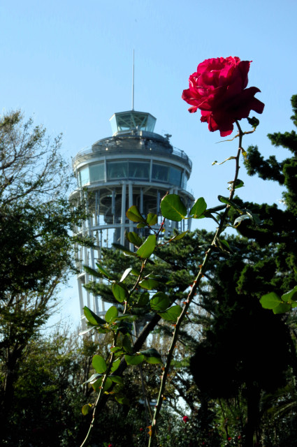 江の島サムエル・コッキング苑・江の島シーキャンドル「薔薇と灯台」